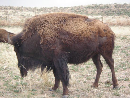 Sandsage Bison Range